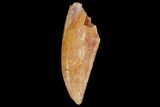 Serrated, Raptor Tooth - Real Dinosaur Tooth #127071-1